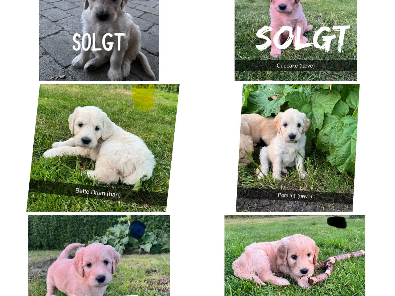 Billede 3 - Goldendoodle 