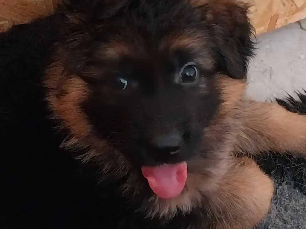 Billede 1 - Schæferhvalpe af bedste opdræt SV for Odense