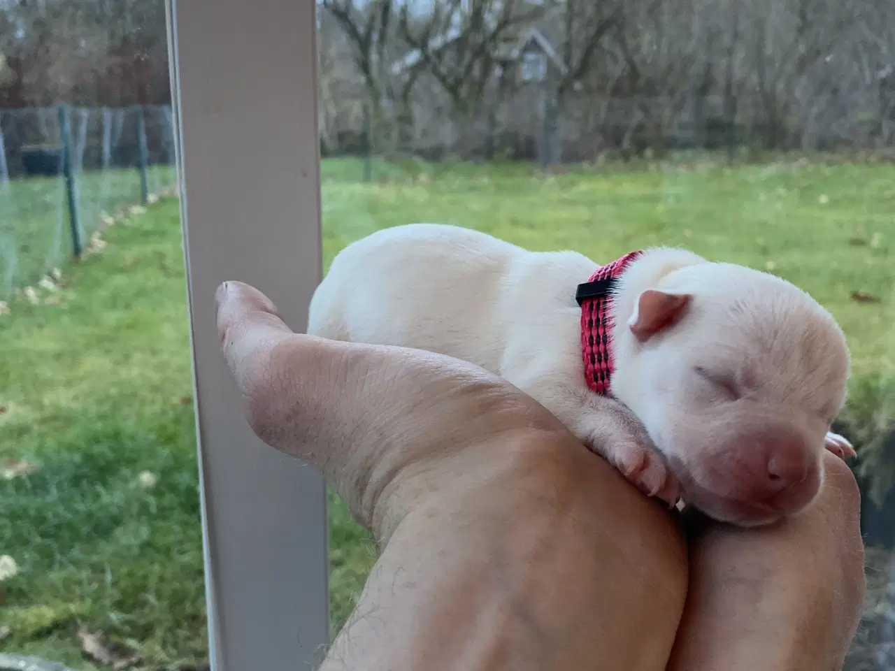 Billede 8 - American bully