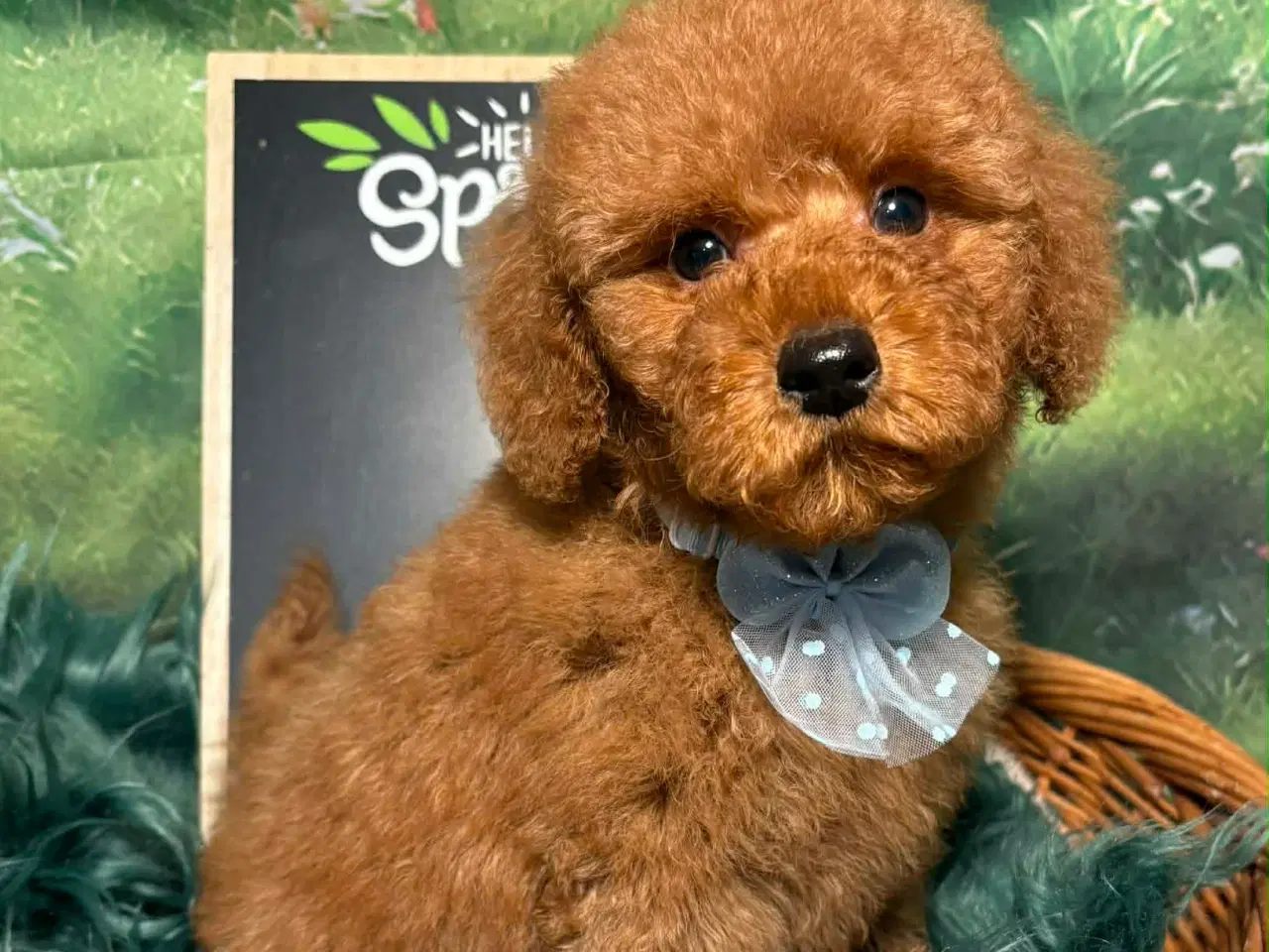 Billede 6 - Skønne røde Doodldoodle hvalpe 