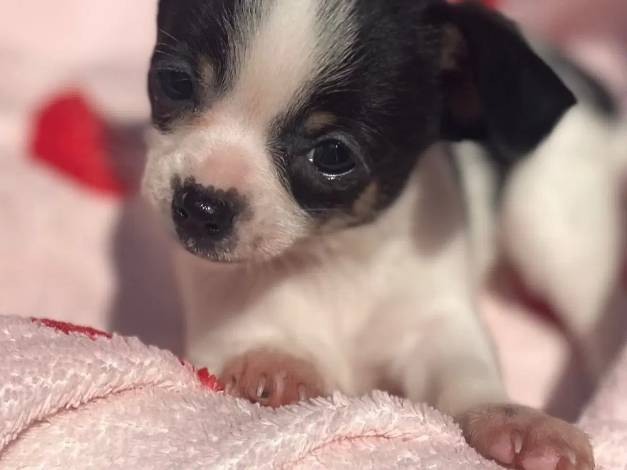 Billede 4 - Små, Superskønne pomchi hvalpe sælges