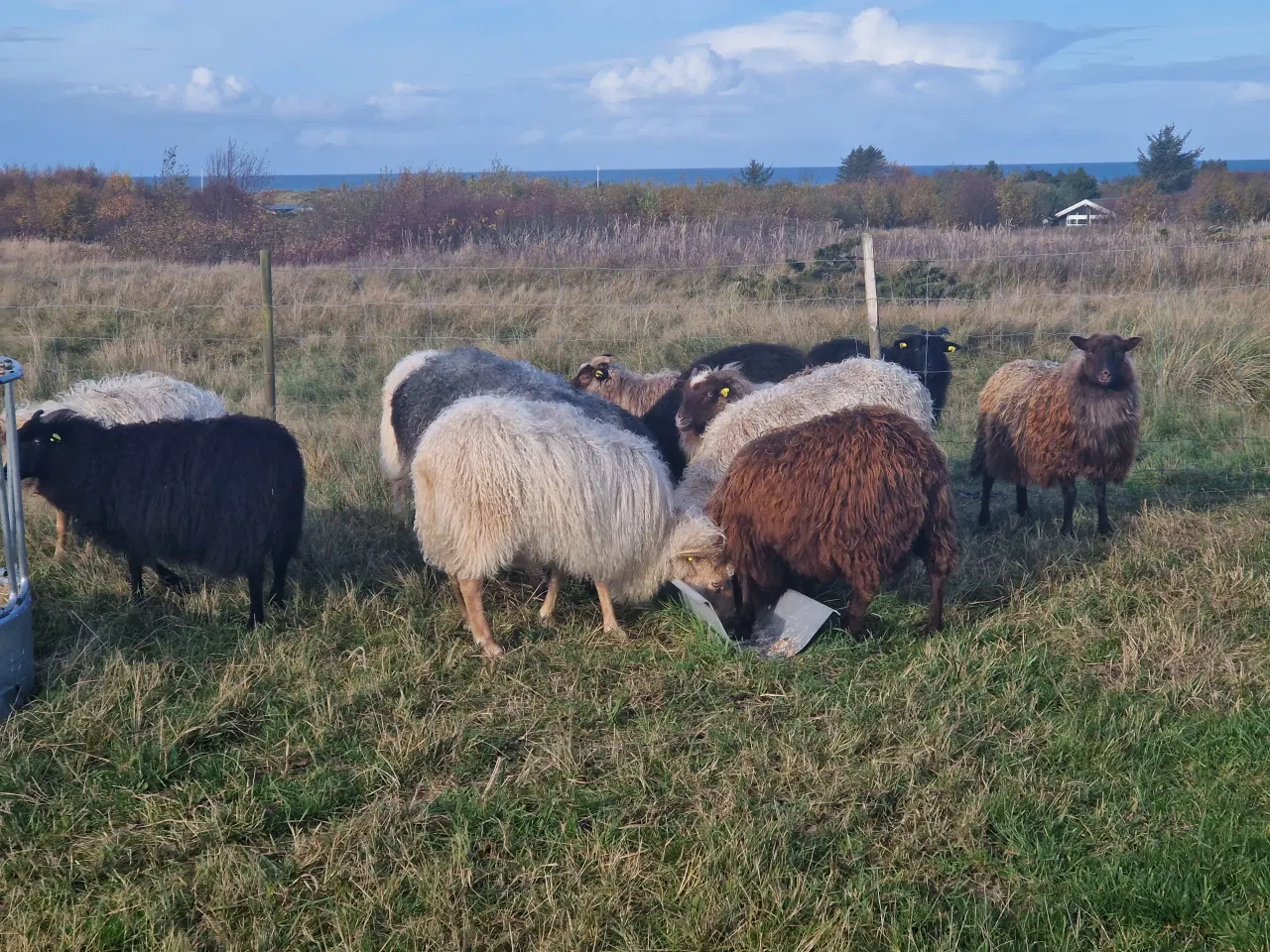 Billede 2 - Islandske får og lam