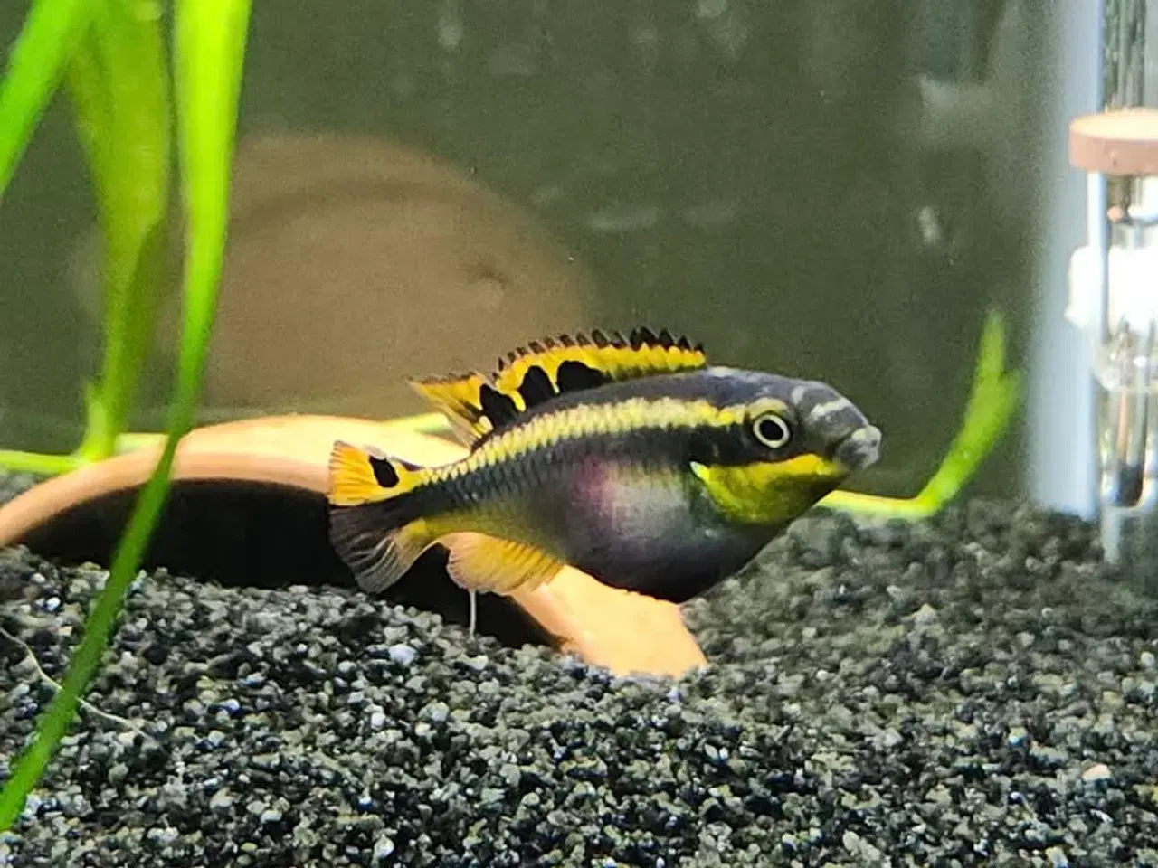 Billede 2 - Konge Ciclider (Kribensis)