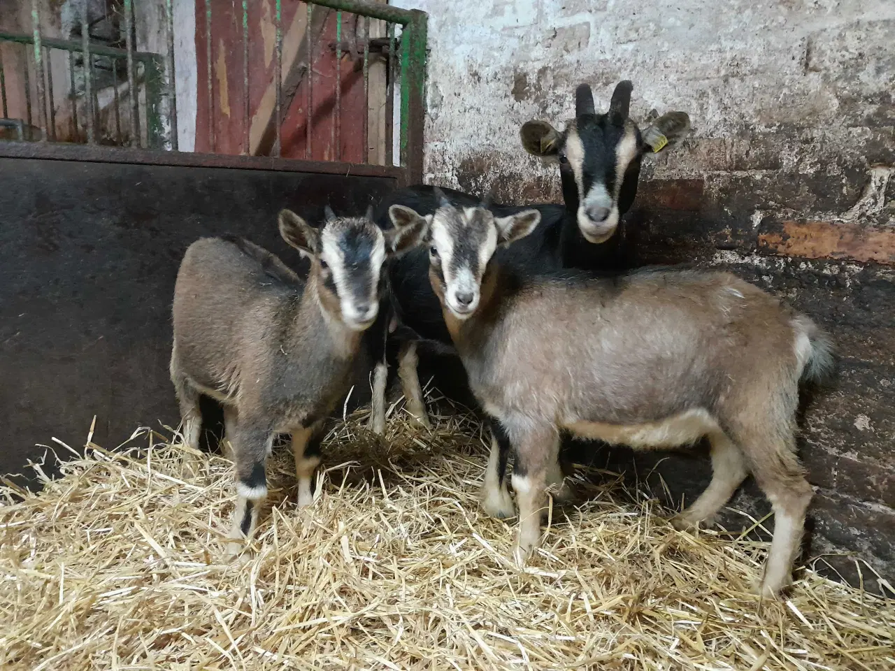 Billede 1 - Dværggeder 2 mødre 2 kid