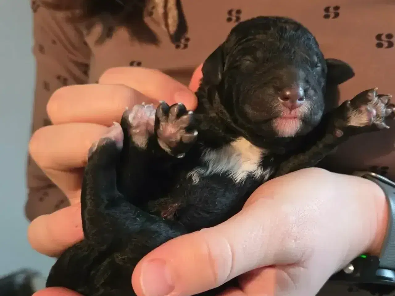 Billede 5 - Skønne Labradoodle hvalpe 