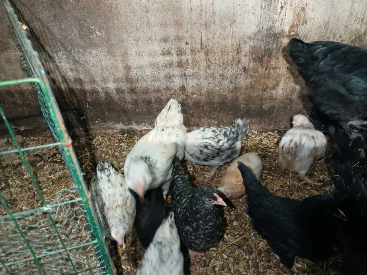 Billede 20 - Blænding race  Varmefri kyllinger  for Multi farve