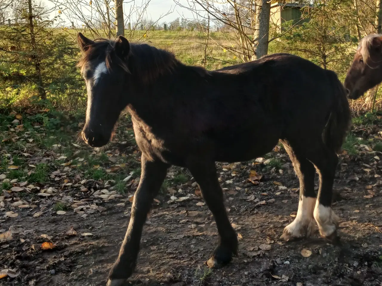 Billede 5 - Hoppeføl sælges