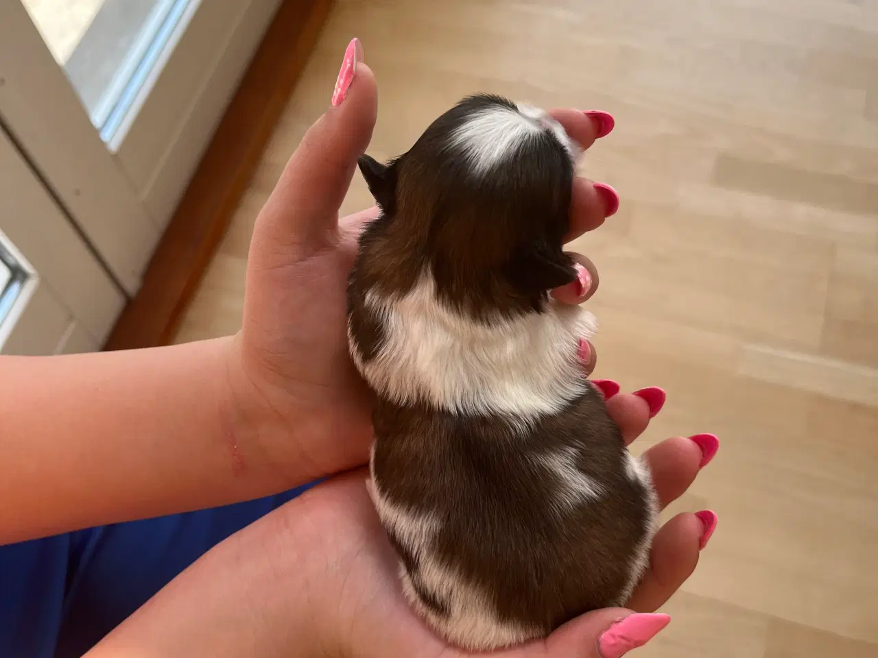 Billede 9 - Rene shih tzu hvalpe til salg 