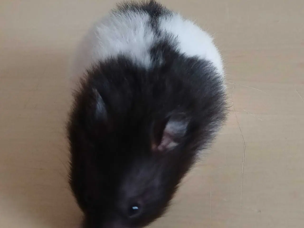 Billede 20 - Guldhamster unger