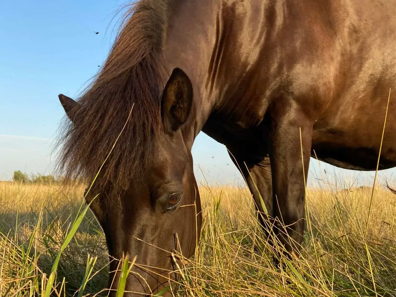 Billede 6 - Islænder + shetlandspony (reserveret) 