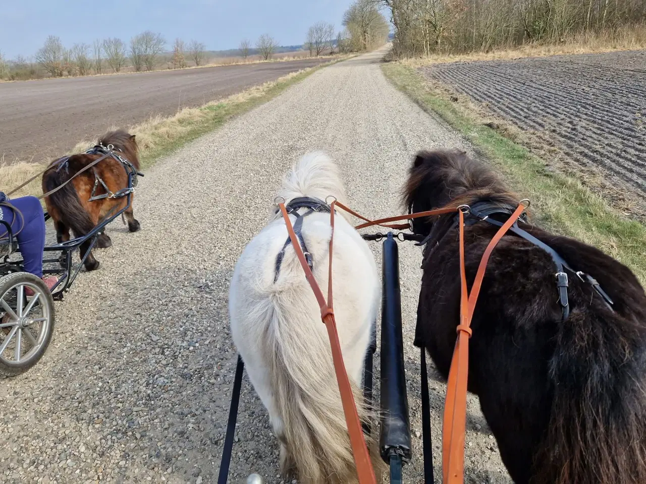 Billede 4 - Shetlænder hingst