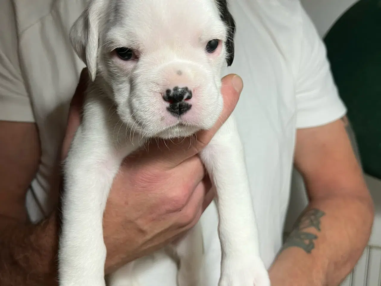 Billede 12 - Skønneste Boxerhvalpe søger nyt hjem