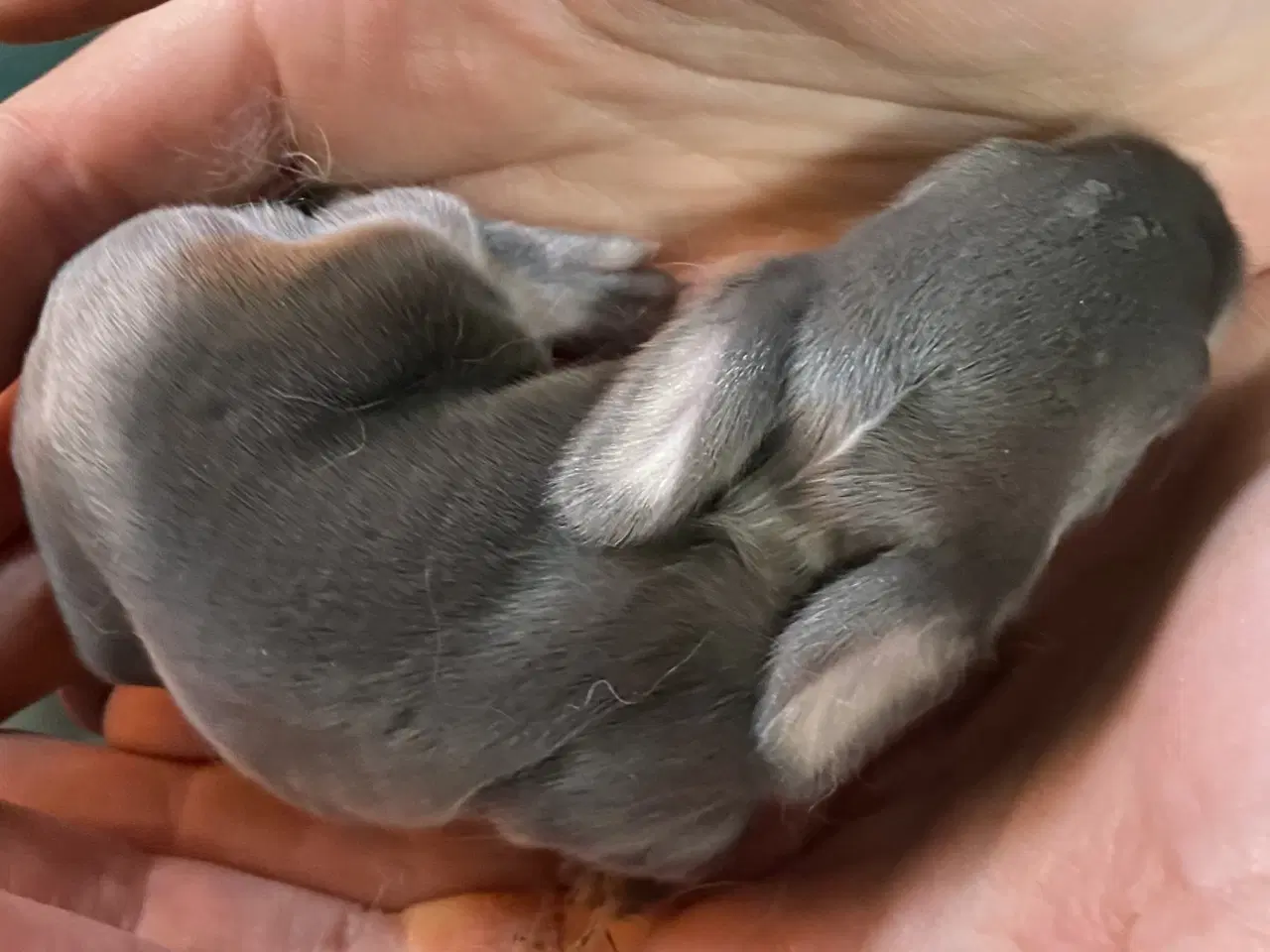 Billede 4 - FRANSK VÆDDER HUN BLÅ OTTER