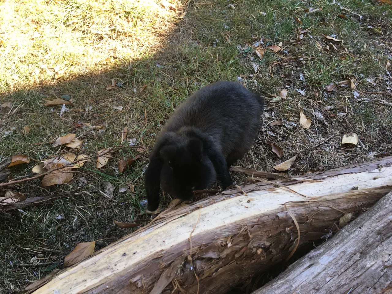 Billede 4 - Bølle BORTGIVES til kærligt hjem