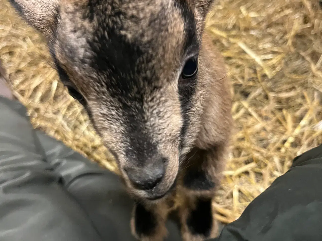 Billede 3 - Gimmer kid