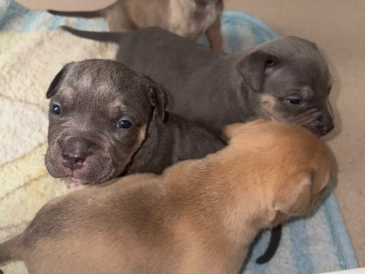 Billede 11 - American bully 🐶 