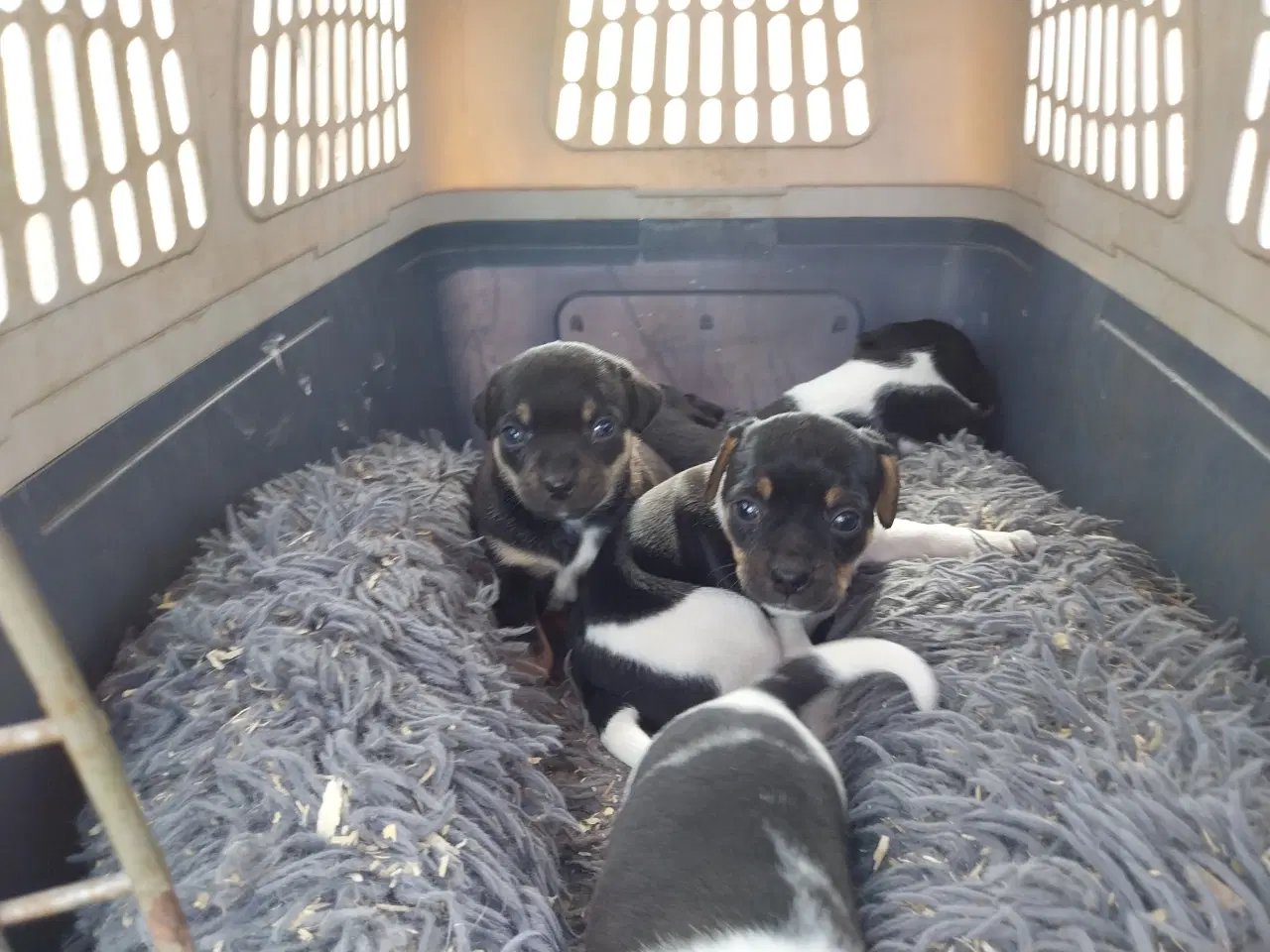 Billede 6 - Dansk svensk gårdhund/mops