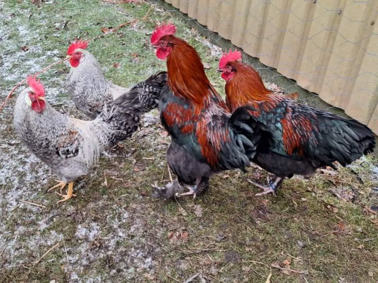 Billede 3 - Cream Lagbar og Sort Kobber Maran haner.