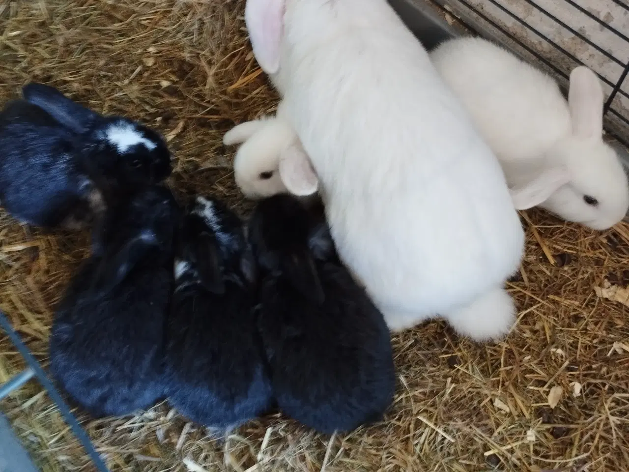 Billede 1 - 6 ægte mini lopper flytteklar 20/7