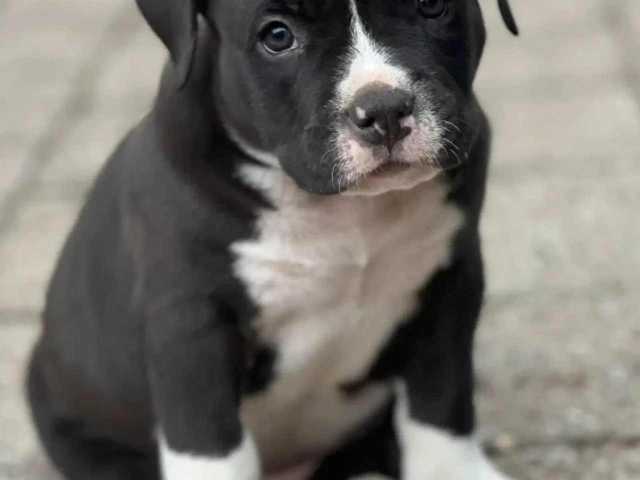 Billede 3 - Vores skønne American bully børn