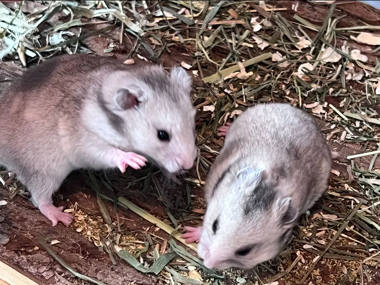 Billede 1 - Sibiriske guldhamster unge