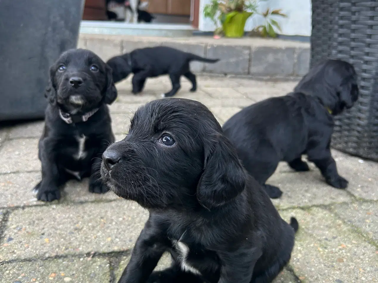 Billede 12 - Lækre FT springer/cocker spaniels