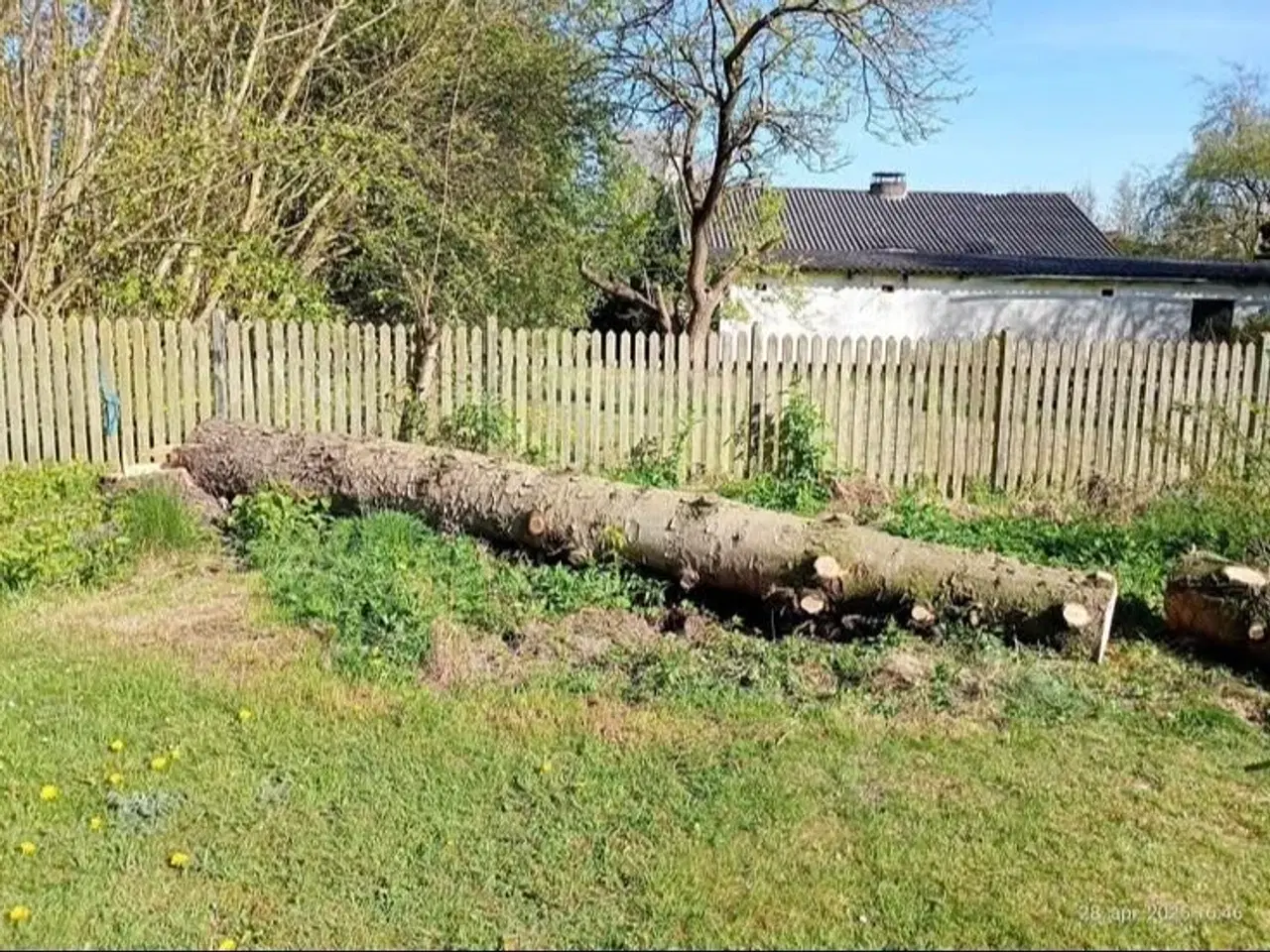Billede 3 - Gratis Træ stammer