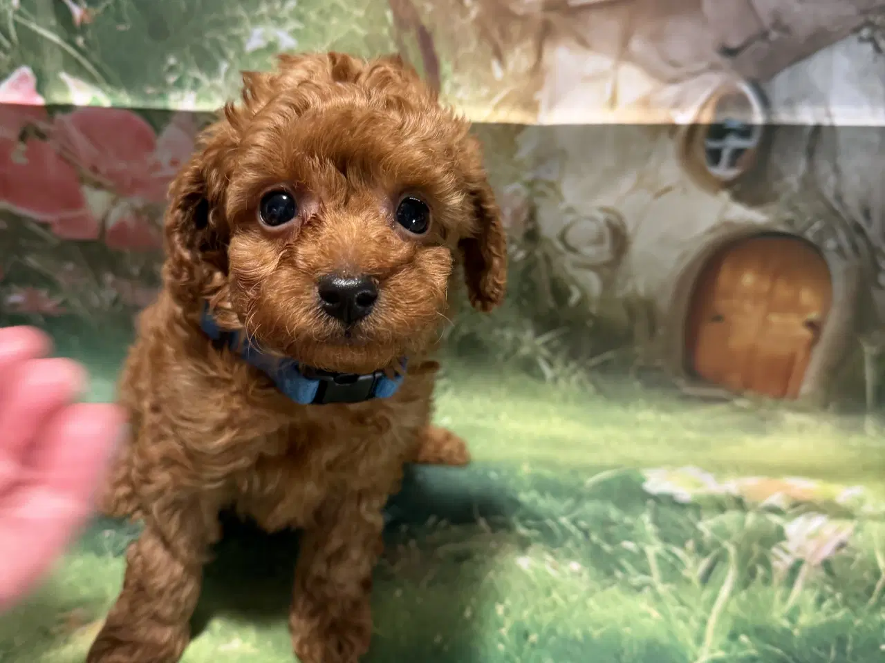 Billede 15 - 🐾maltipoo miniature 🩷februar 💙marts 🐾