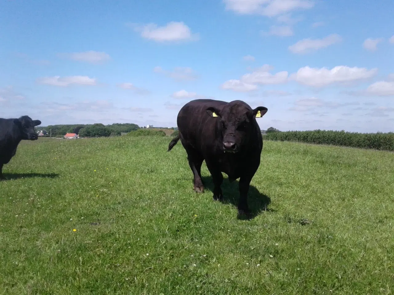 Billede 1 - Sort Angus tyr 