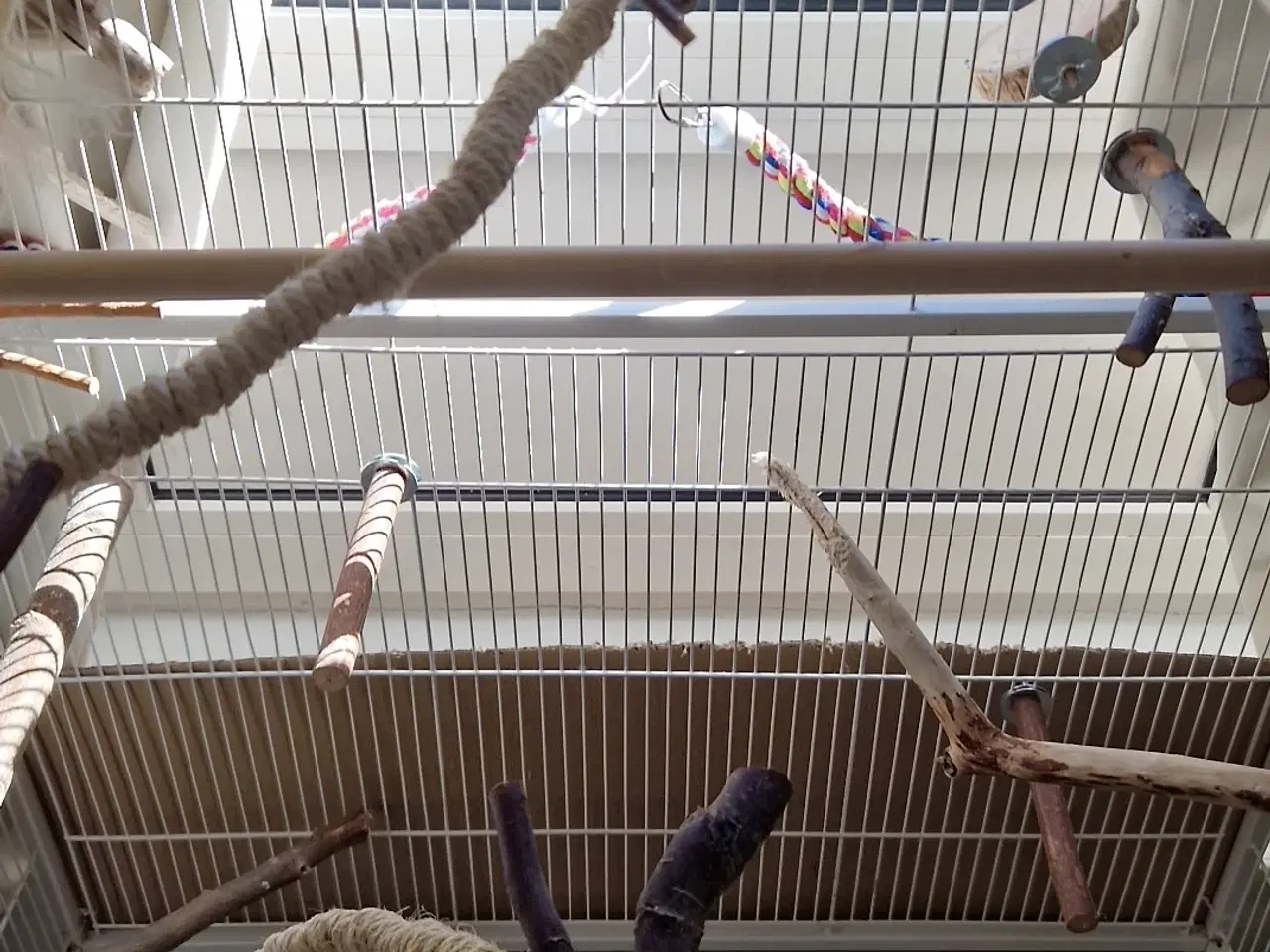 Billede 3 - Meget tam nymfeparakit