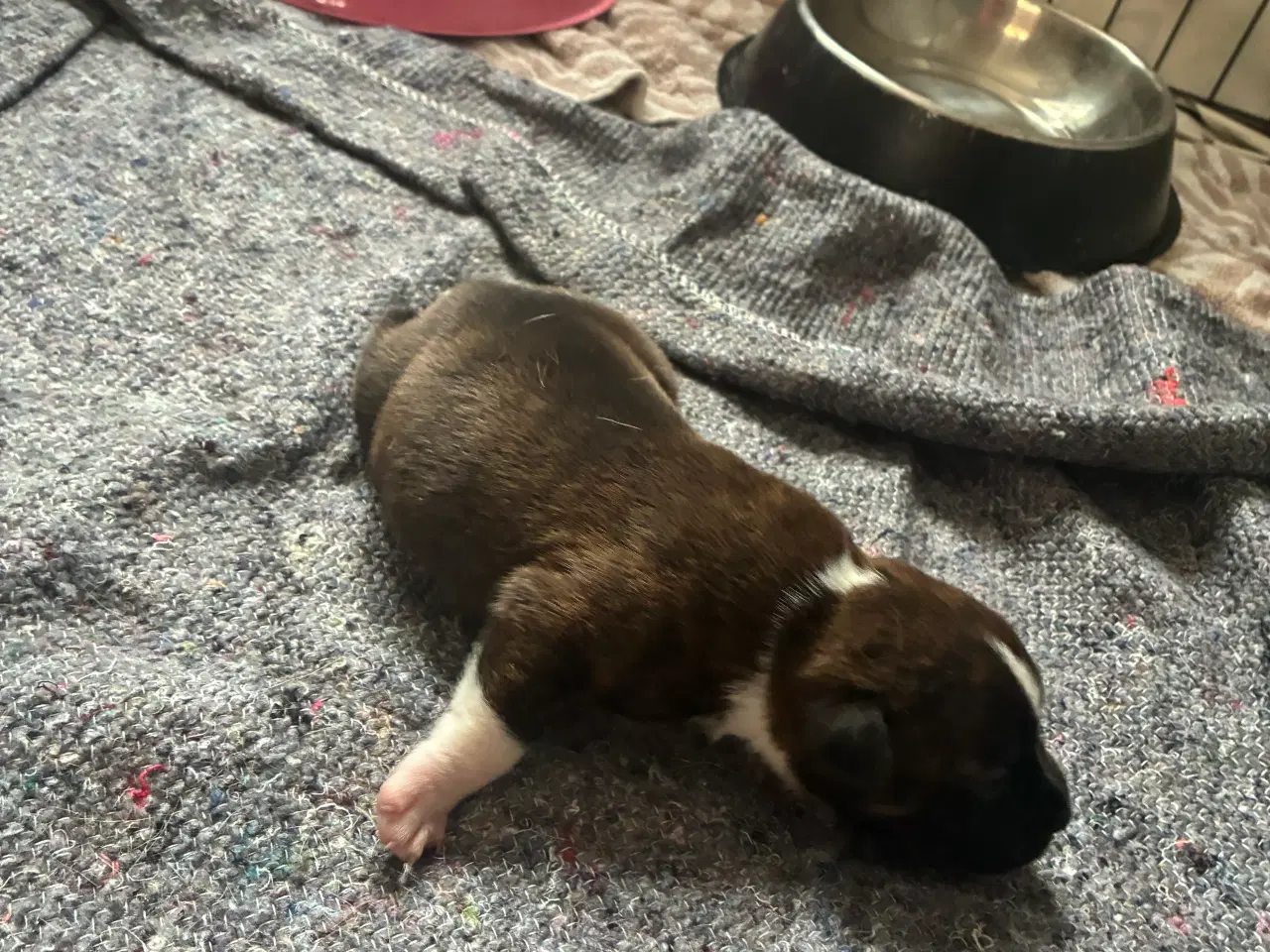 Billede 9 - 4 hvalpe staff 