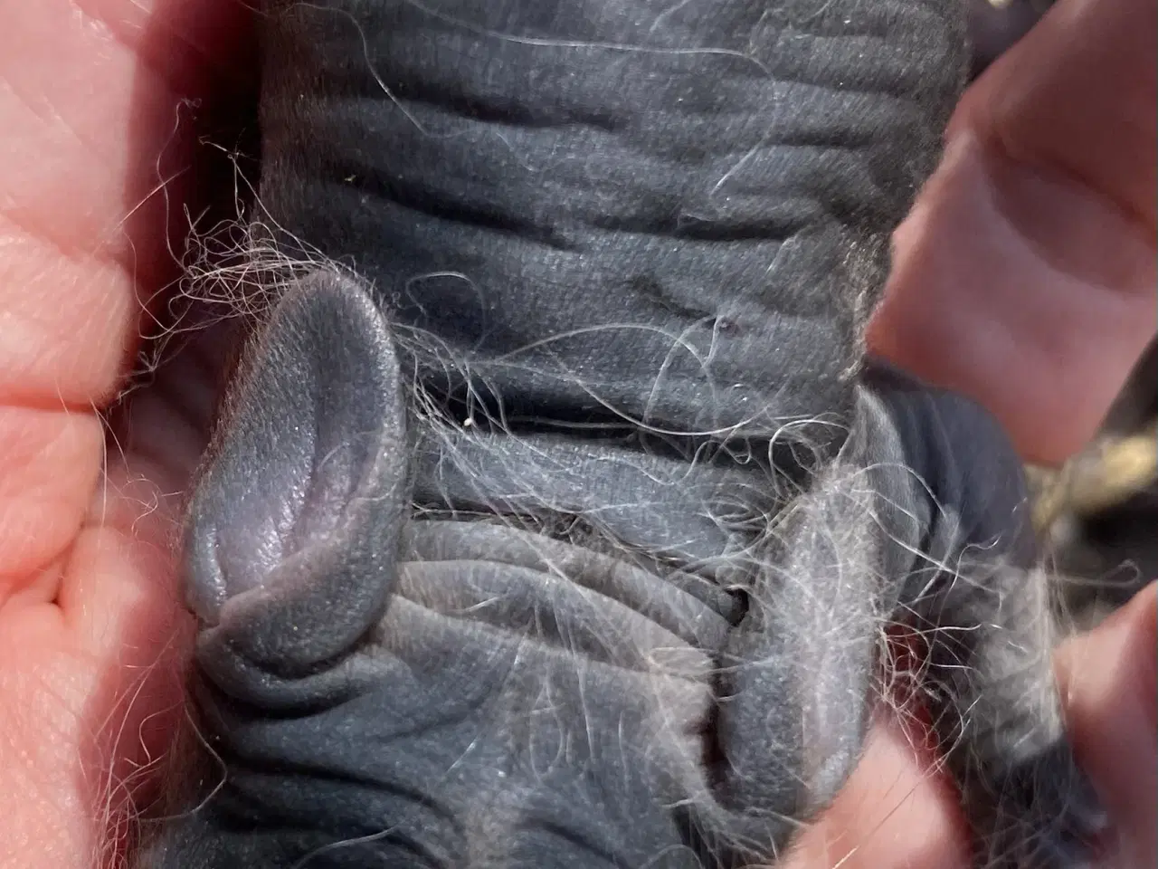 Billede 3 - FRANSK VÆDDER HUN SORT