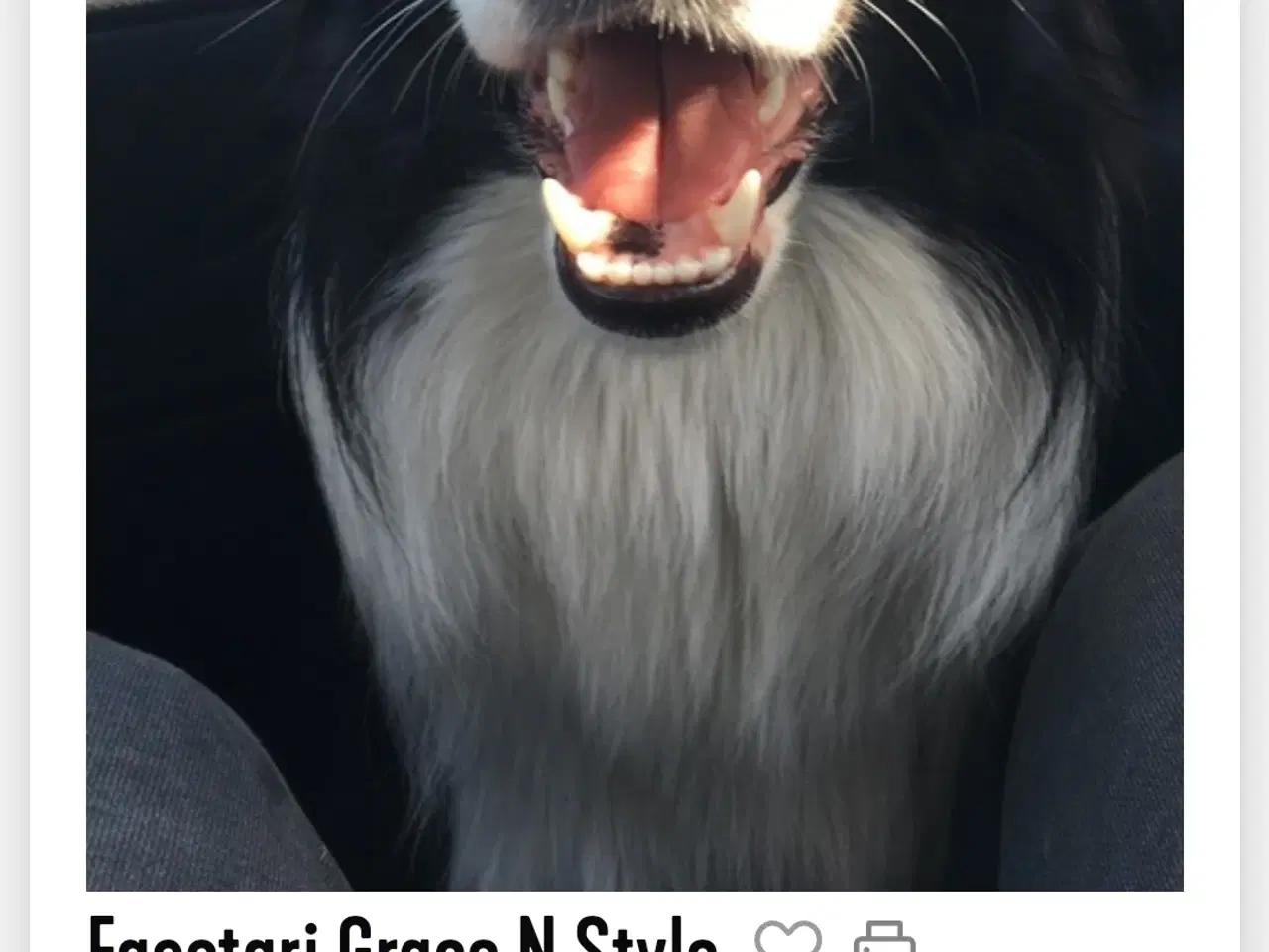 Billede 9 - Vidunderlig Border collie hvalp