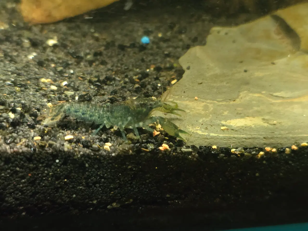 Billede 2 - Dværg krebs