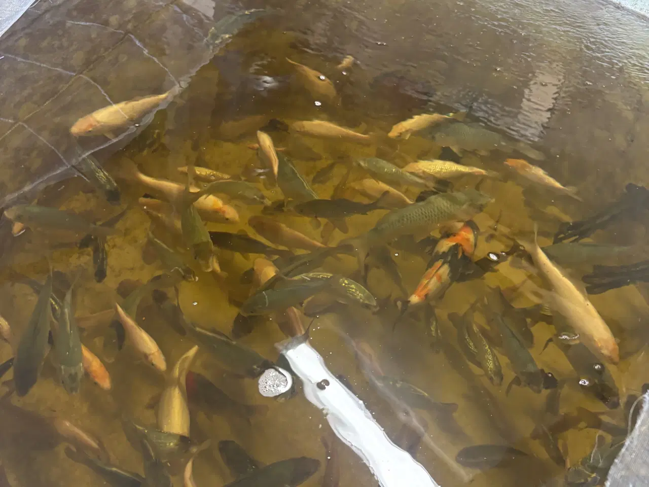 Billede 3 - Koikarper (yngel op til 25cm)
