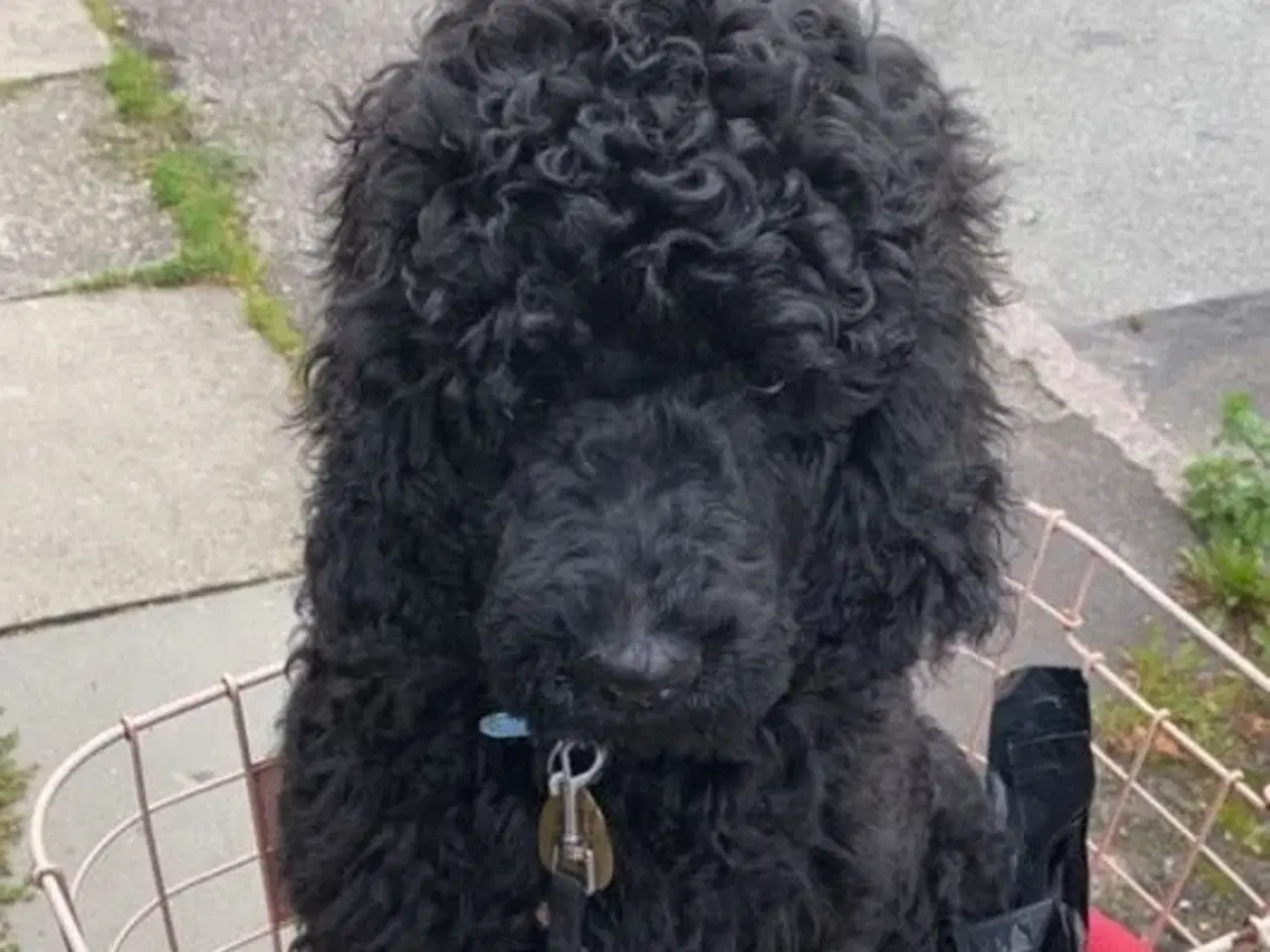 Billede 5 - Labradoodles hvalpe