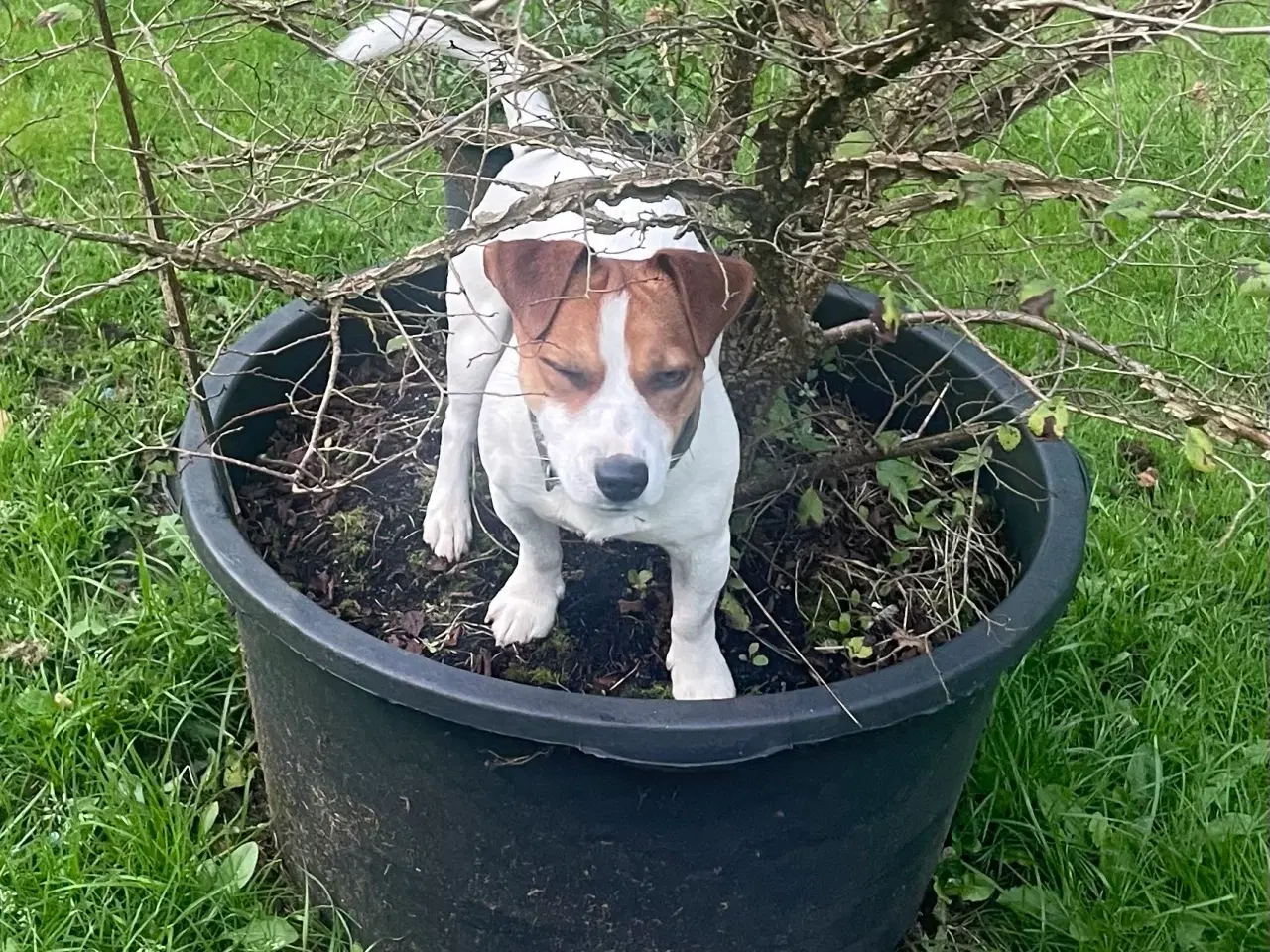 Billede 2 - 🐶🐶 Udstationering Jack Russell Han 🐶 IKKE SALG 