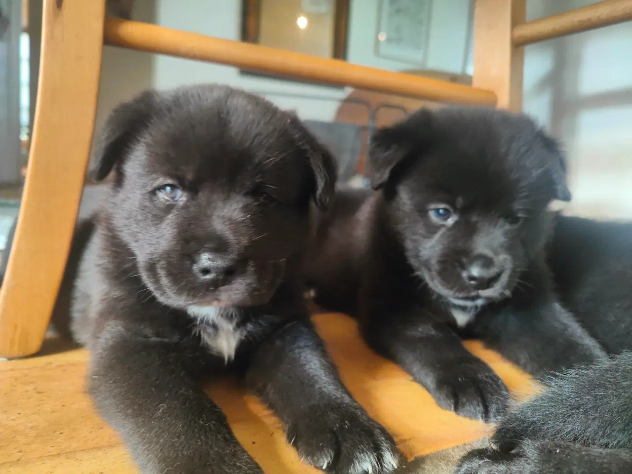 Billede 3 - Hundehvalpe af Samojede/Labrador 