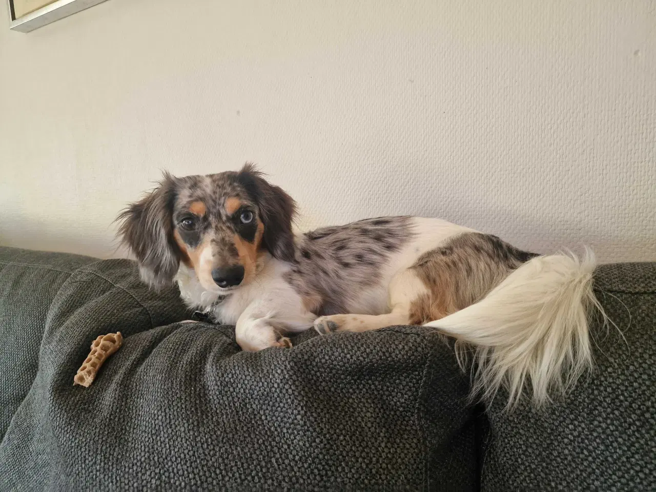 Billede 3 - Parring merle Gravhund han