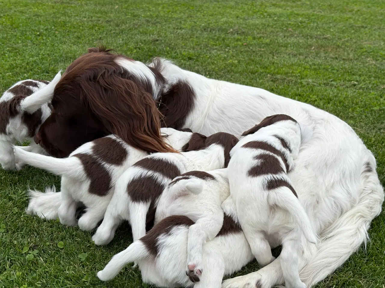 Billede 3 - FT springer spaniels