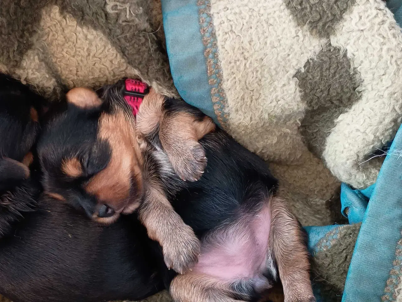 Billede 18 - Yorkshire Terrier hvalpe 