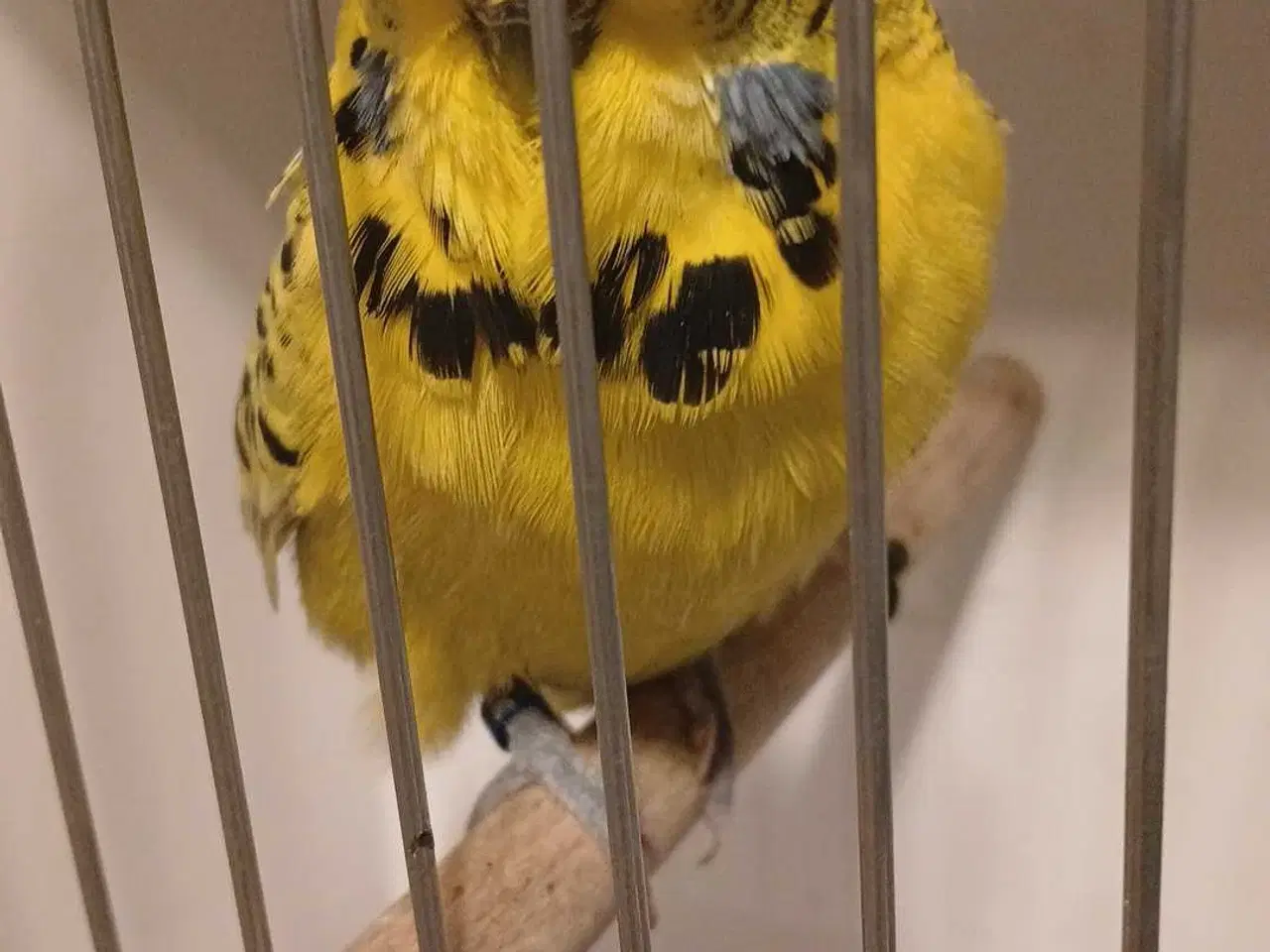 Billede 9 - 1 par Engelske undulater 