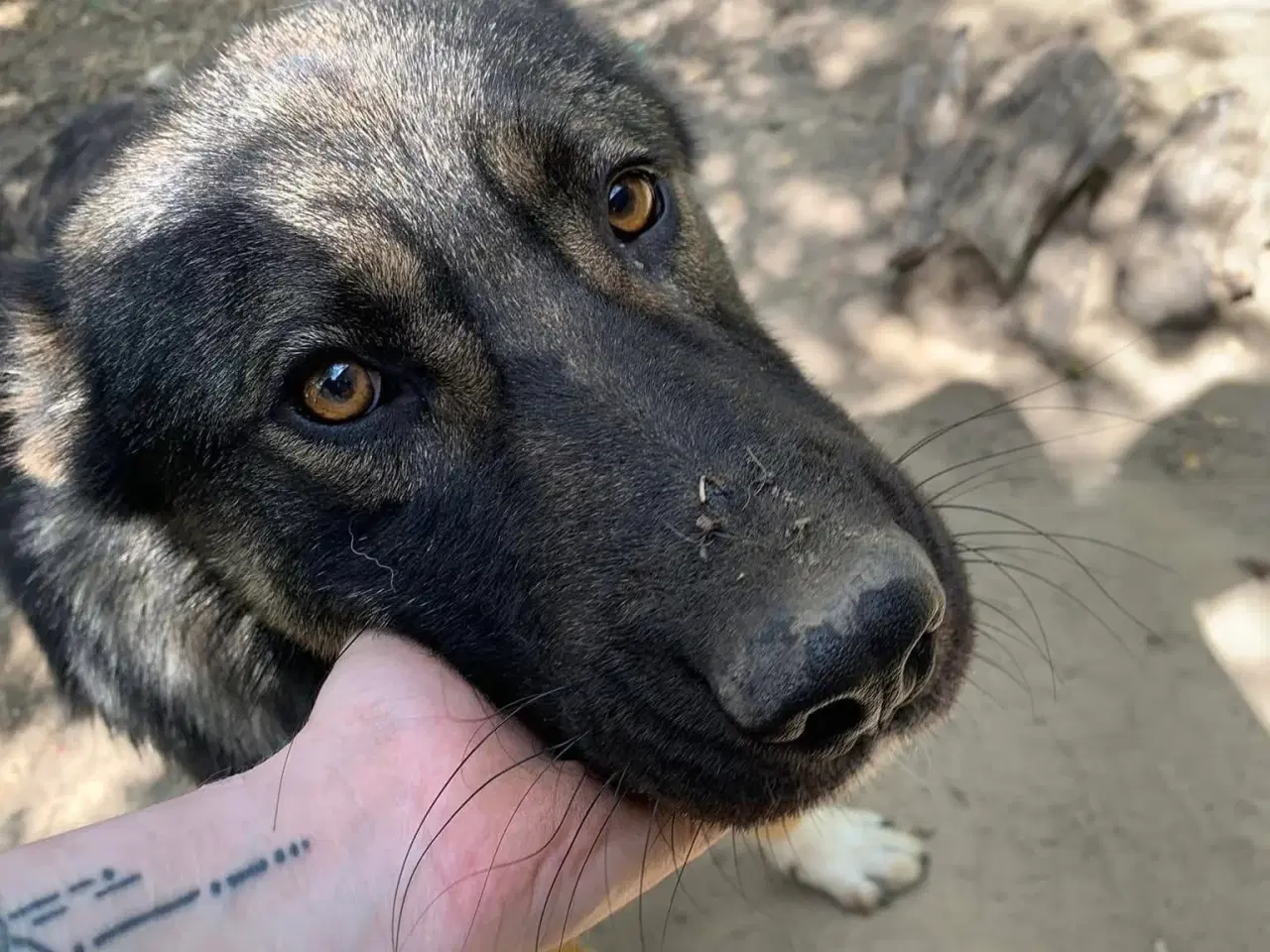 Billede 13 - Tyson søger familie! 🩵