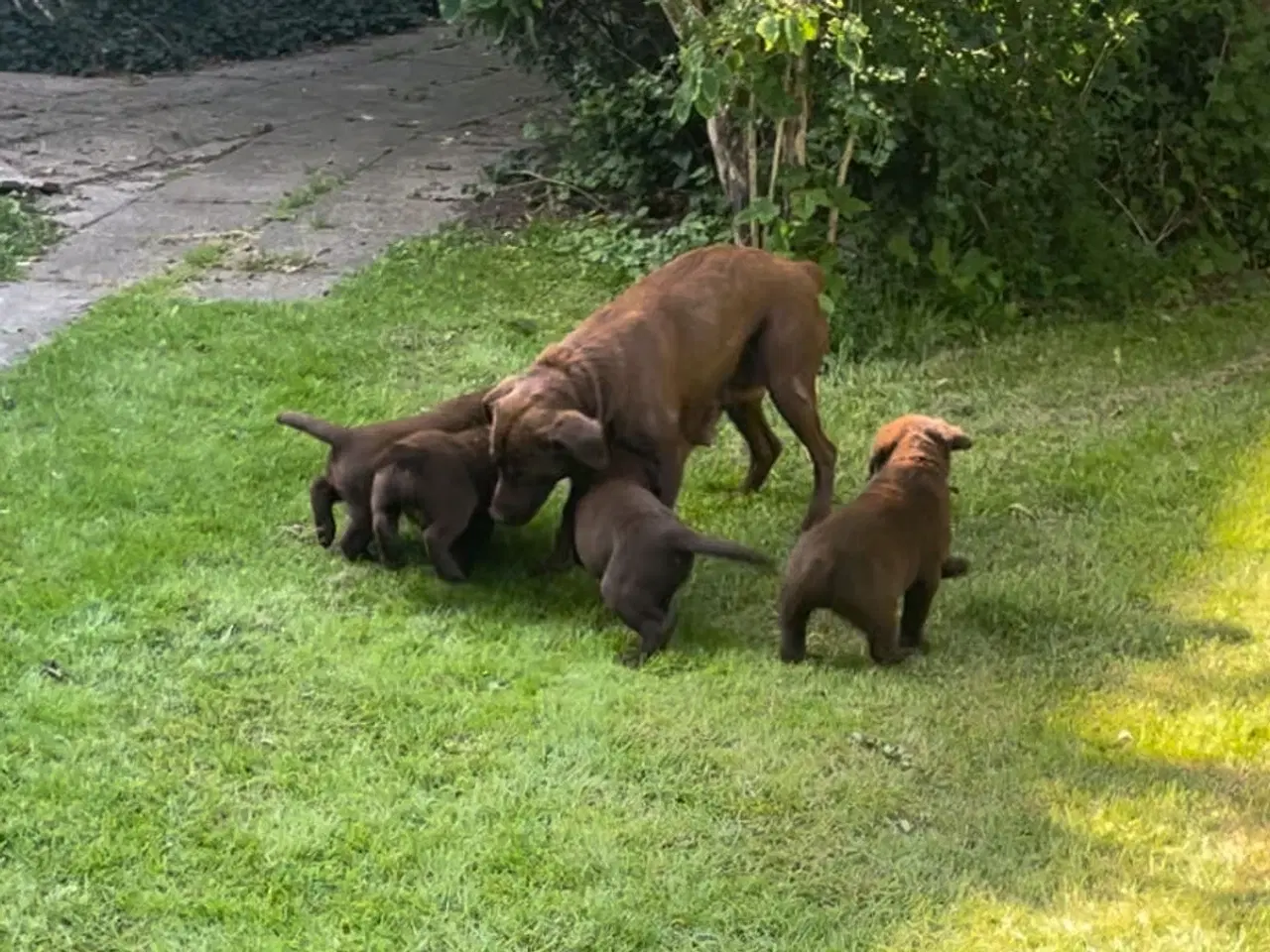 Billede 4 - Brune Labrador F1 hvalpe