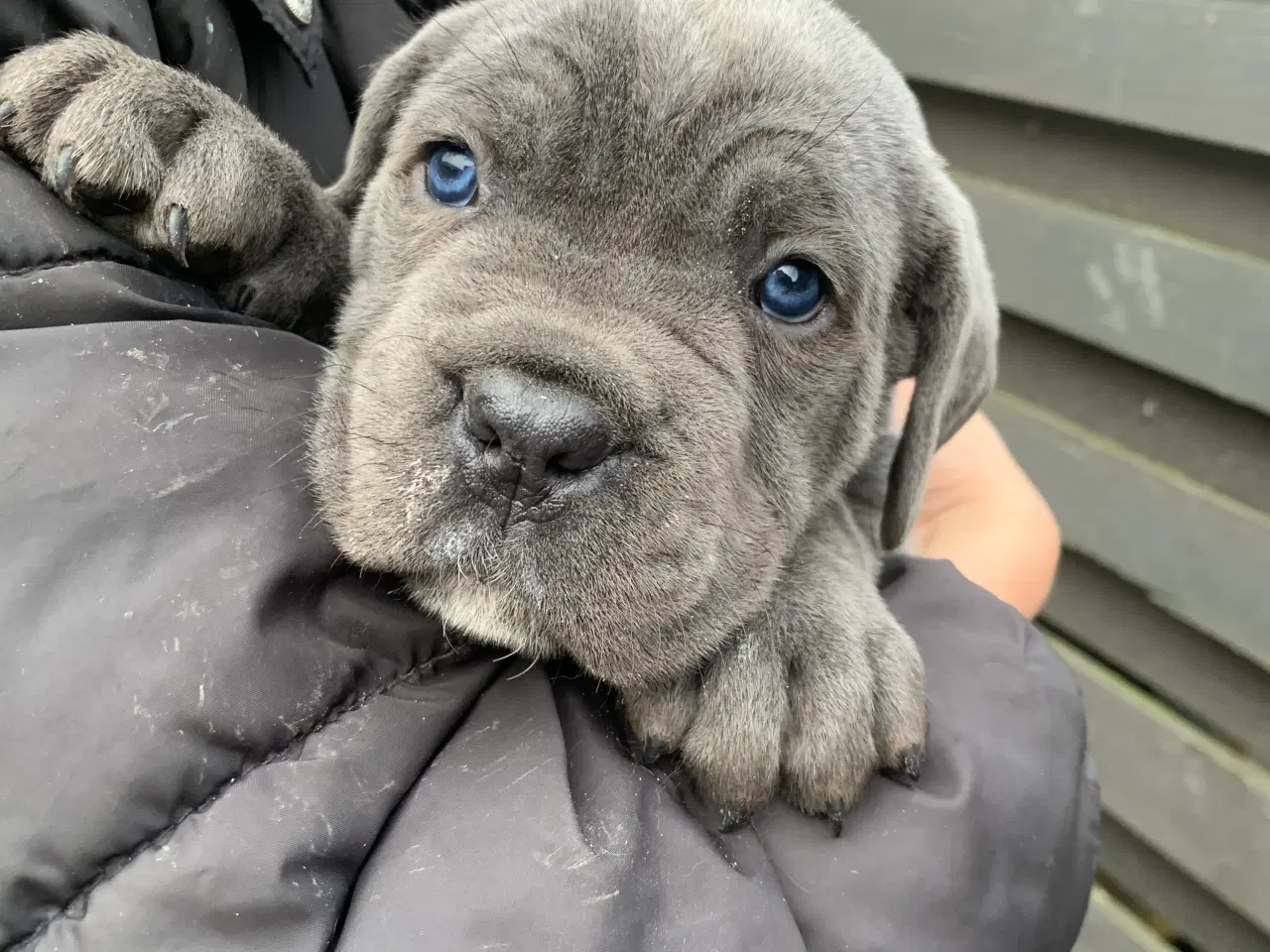 Billede 2 - Cane Corso Italiano hvalpe