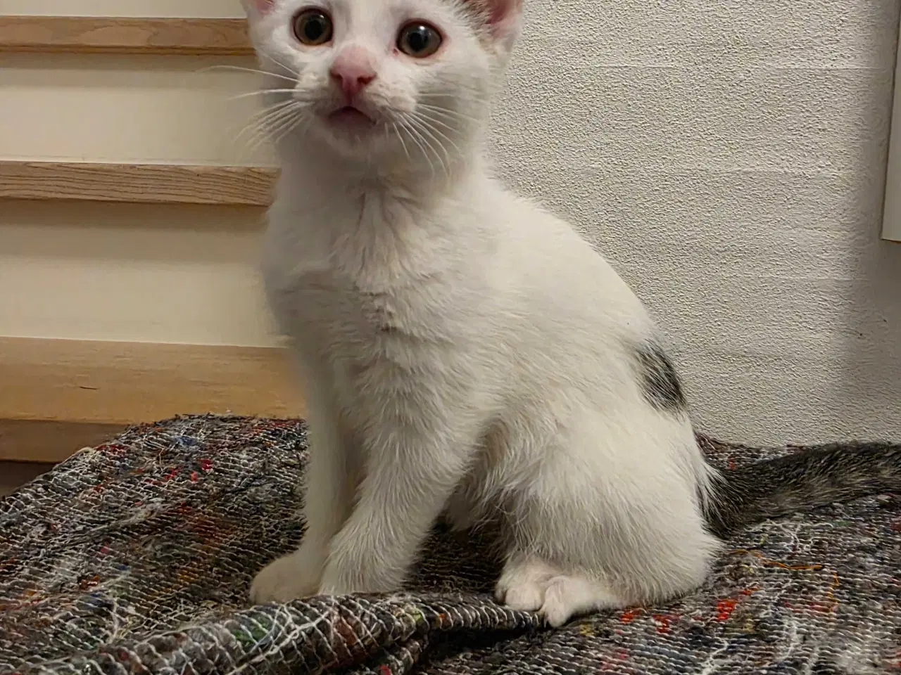 Billede 6 - Fræk og legesyg kattekilling