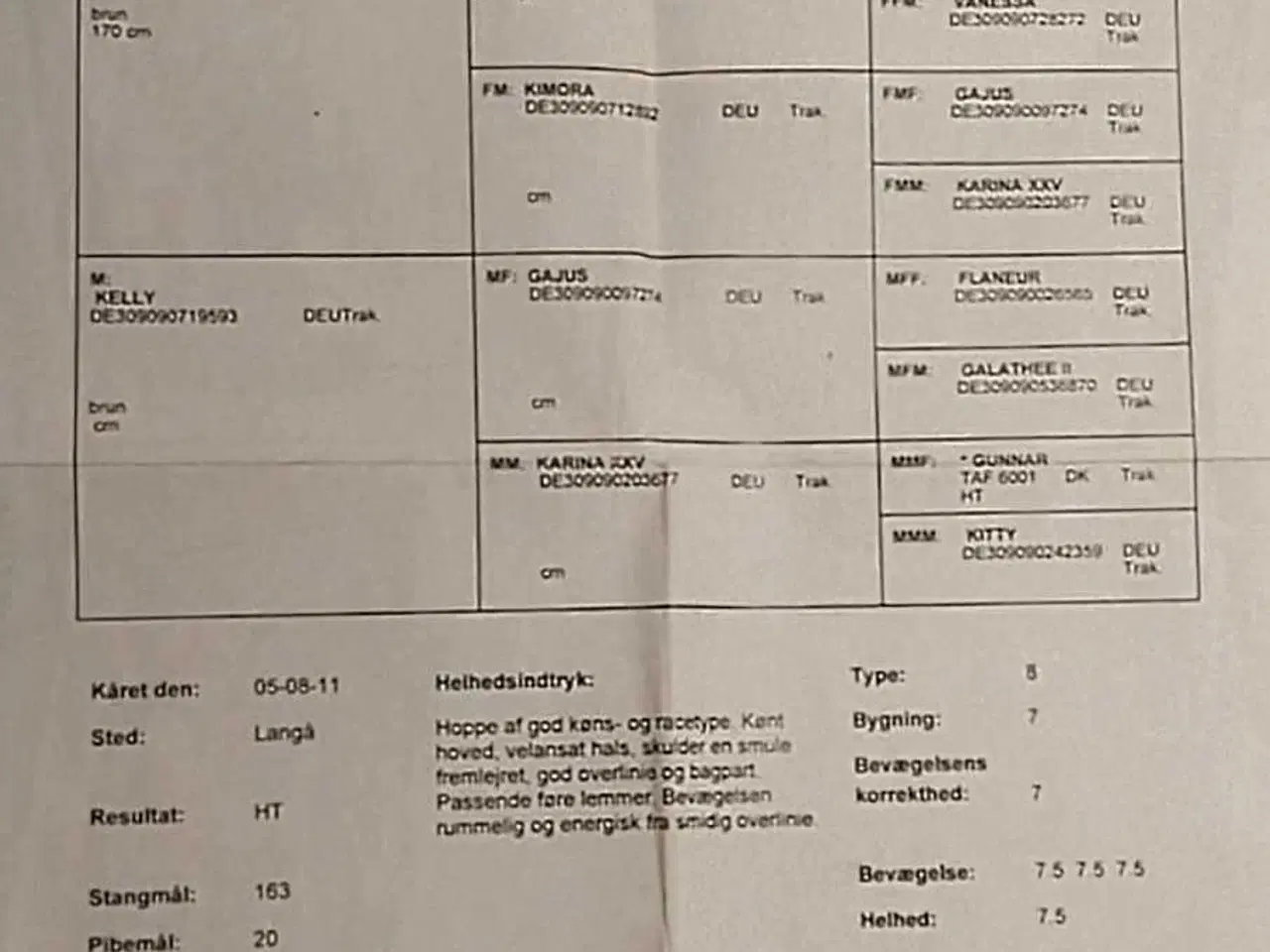 Billede 4 - Kærlig og stabil hoppe sgr forever hjem