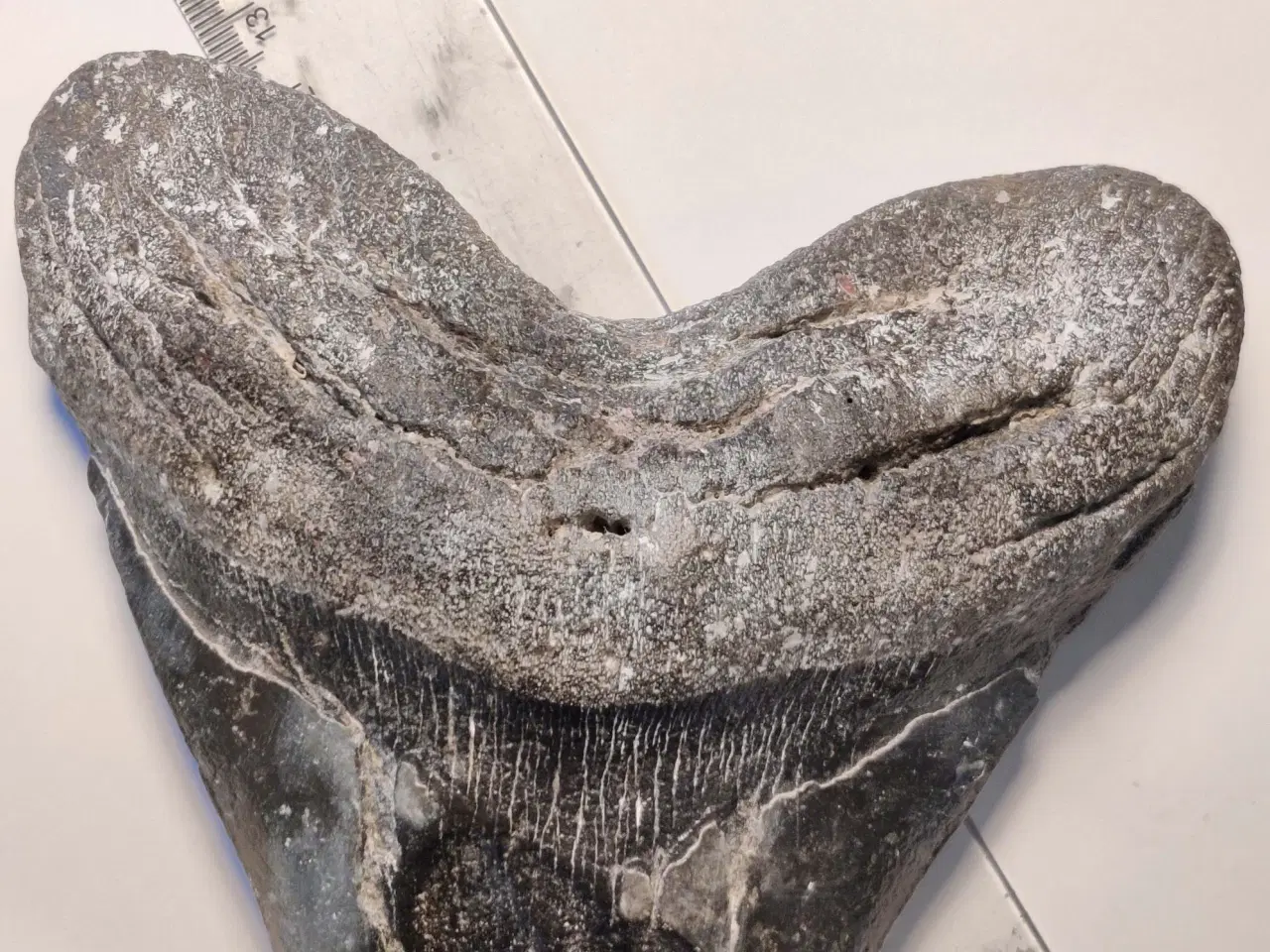 Billede 4 - Megalodon tand 13 cm
