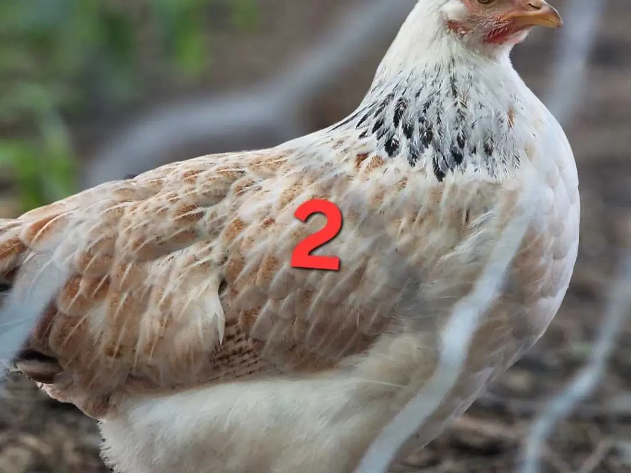 Billede 4 - 3 Høner søger nyt hjem. 