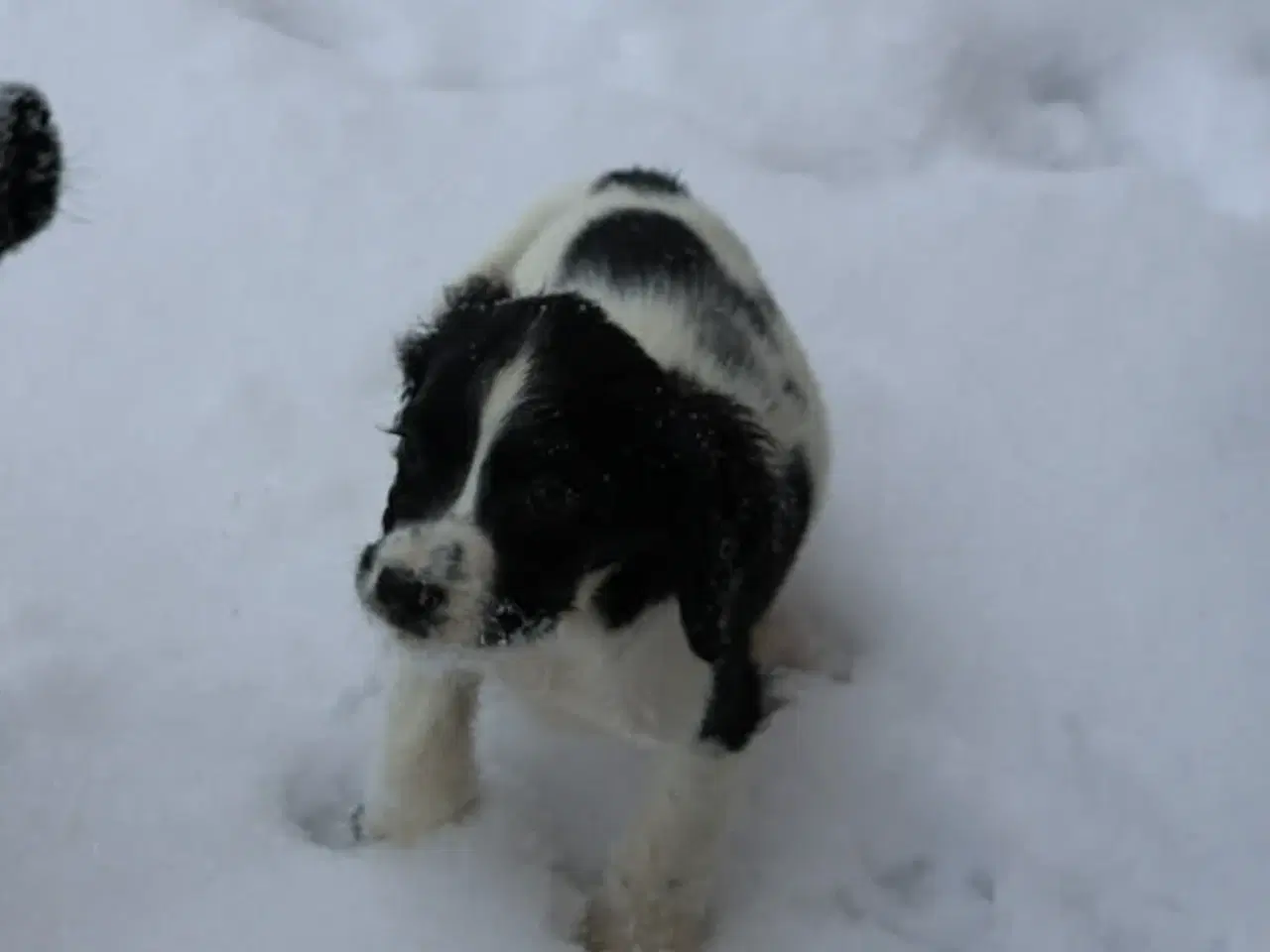 Billede 4 - Springer spaniel han hvalpe 